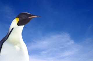 Why a penguin? It will make sense in a minute